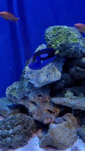 Stunning Dory Fish Close-Up – Blue Tang Beauty 🐠💙