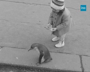 UN PINGOUIN DANS LA VILLE 🐧 Il s'appelle Anatole et arpente Paris de sa démarche maladroite. En 1965, la présence d'un pingouin dans la rue fait sensation et les piétons oscillent entre surprise, attendrissement et réflexions pour le moins surprenantes ! | INA