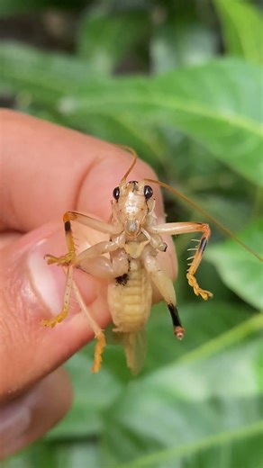 Closeup of Leaf Cricket🦗 #insect #shorts