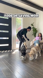 30K views · 344 reactions | Lock, Stock and two oblivious Klee Kai  | Life With Klee Kai | Facebook