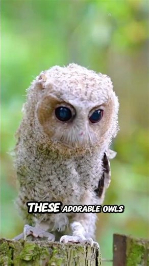 The Curious Charm of Owls #Owls #Wildlife #Nature