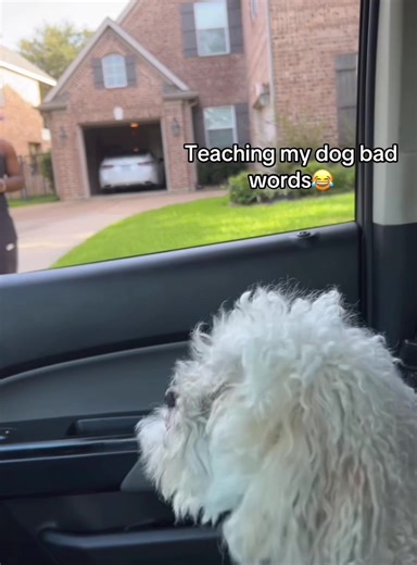 Hilarious Dogs Who Understand Us Better Than We Think