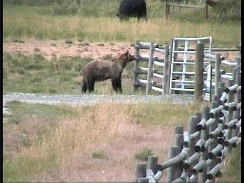 Grizzly Bear chased off by cows Yellowstone