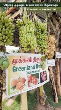 🥭 ஒரே ஒரு Mango Tree வைக்கணுமா? Why We Recommend Banganapalli First! 🌳