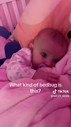 Identifying Different Types of Bed Bugs