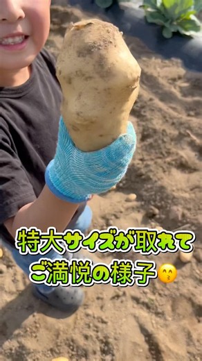 じゃがいも掘りの様子です！キタアカリとメークインです！#新じゃがいも#じゃがいも掘り#家庭菜園 #畑##夏野菜