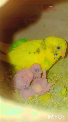 progress on my birds # va birds setup mini blogs