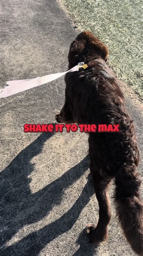 Despite his knee problems, our Newfie keeps shaking it to the max. ❤️ #newfie #newfoundlanddog #dog #puppy #fyp