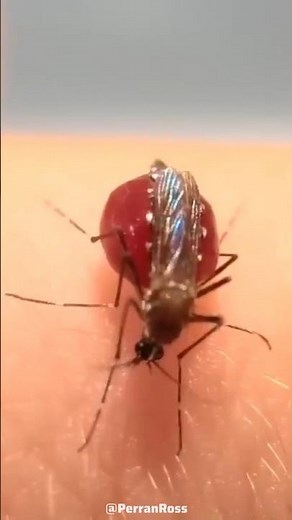 Why Do Mosquitoes Explode After Biting You? 😳 #shorts