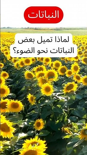 لماذا تميل بعض النباتات نحو الضوء؟ كيف تساهم الاستطالة الضوئية في نمو النباتات؟ أسرار التمثيل الضوئي