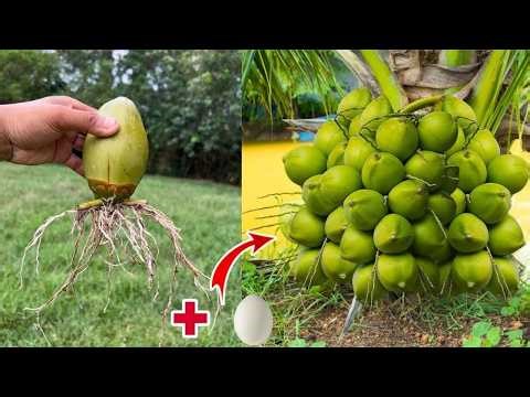 🔴LIVE 🌴 How To Grow a Coconut Tree From Coconut at Home | Full Step-by-Step Guide #livestream #live