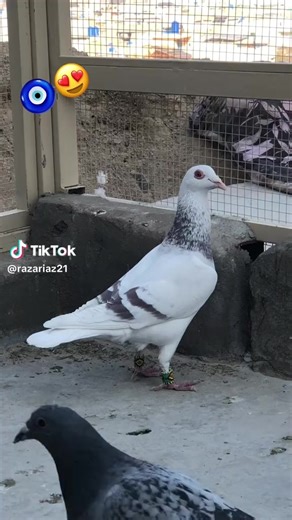 Madar Jan (@madar.jan82)’s videos with original sound - Madar Jan