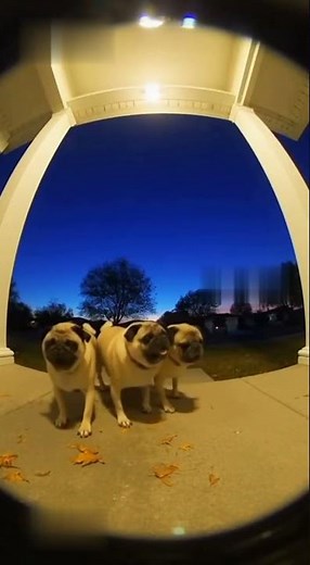 Dancing pugs