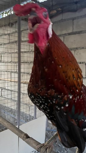 Ayam Ketawa: Chicken with the Happiest Laugh