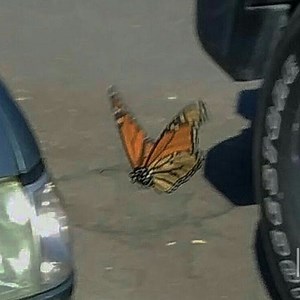 angel asmr - All videos @ The ASMR Index