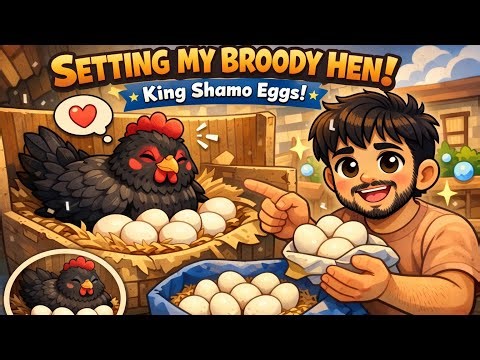 Esha is Broody Again let her Sit on Eggs 🐔 | Shamo Eggs Hatch Setup 3 May 2025