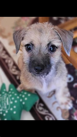 Available for Adoption with Pick-Up in New Egypt, New Jersey ✨ Meet Pearl ✈️ Rescued from St. Maarten by Fly To Freedom Dog Rescue Pearl is an adorable Terrier/Shih Tzu mix 💕 ✨ About Pearl ✨ ♡ Sex: Female ♡ Size: Small ♡ Estimated DOB: 09/02/2025 ♡ Spayed & Microchipped 🐶 Pearl’s Personality & Favorites ✔️ Energetic and full of life ✔️ Playful and loves to vocalize ✔️ Crate trained ✔️ Working on housetraining ✔️ Total snugglebug & very affectionate ✔️ Treat-motivated and eager to learn ✔️ Grea