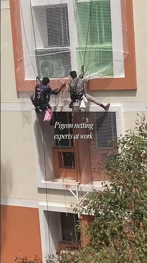 🕊️ Pigeon Netting Experts at Work!Fast Installation #shorts #ytshorts #trending #pigeonnetting#fyp