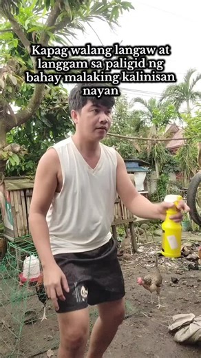 Effective Fly and Ant Killer Spray for a Clean Home