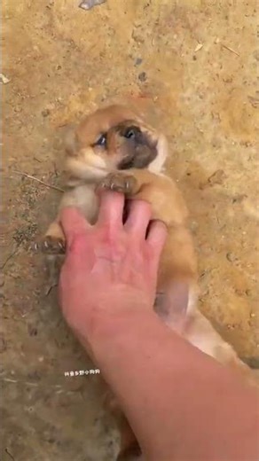 Whose gas tank fell on the road, puppy, pastoral dog, small milk dog, Chinese pastoral dog