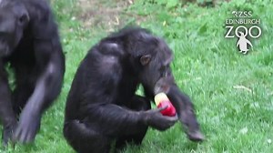 Watch the chimpanzees enjoying their icy treats in the sun yesterday! | Edinburgh Zoo