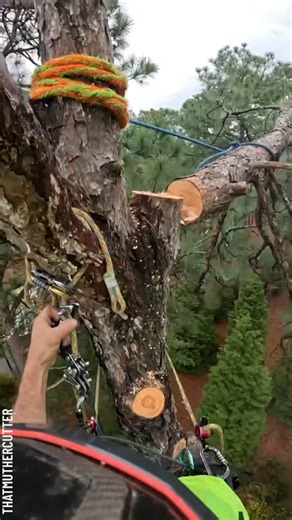 330K views · 790 reactions | Tree branch trimming process unveiled Partner: thatmuthercutter IG: https://www.instagram.com/that_muthercutter/ TT: https://www.tiktok.com/@thatmuthercutter | Crafty Panda | Facebook