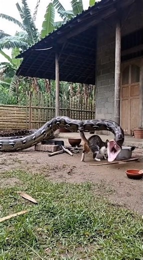 Tiny Cat Trapped by Giant Python 😱 | Scary Rescue #AnimalRescue