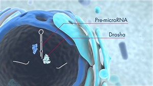 小RNA 4 Discover microRNA origins and the latest technology for miRNA research