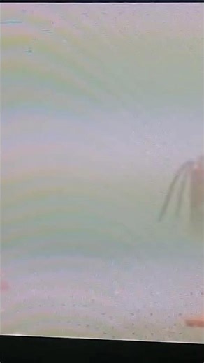 Yao Hongbin Destroys The Wedding Disaster! (Responding Simulated KPE Tunnel)