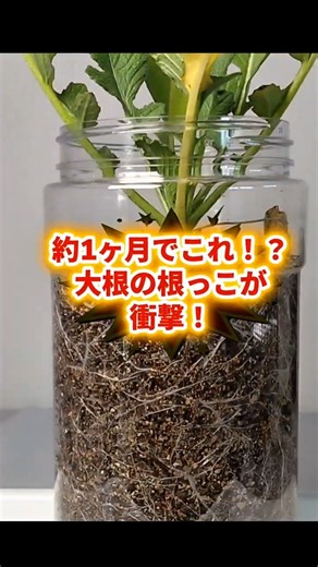 【室内栽培】1ヶ月で大根の根っこはここまで伸びる！透明ペットボトルの観察記録 #水耕栽培 #家庭菜園 #ダイコン #根っこ