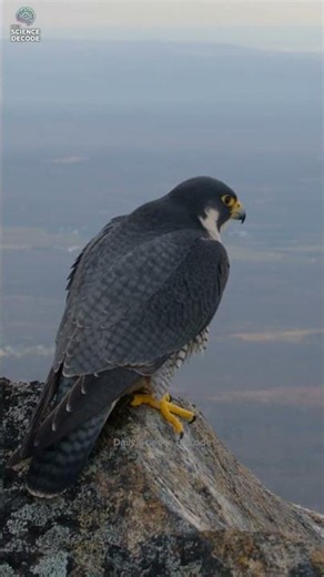 Peregrine Falcon's Deadly High-Speed Stoop Attack #shorts