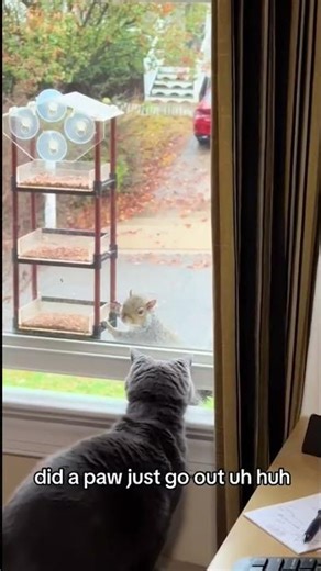 Black Cat's Demands: "Kill It" - You Won't Believe What Happens Next! #shorts