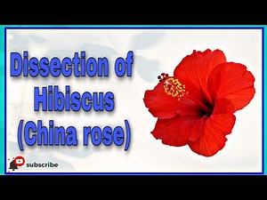 Dissection of Hibiscus (China rose) || Biology practical|| Class 11 || #biology #practical #youtube