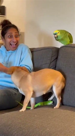 Parrot vs Cat Gone Wrong – Police Get Involved! 🚔🤣