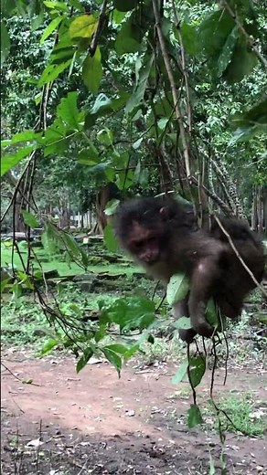 You Won't Believe This Monkey's Moves! - Monkey Swings Like a Pro in the Jungle!