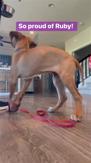 Ruby’s owners have been consistently working with her, and it shows! Ruby is doing so well with many skills including waiting for an invitation to eat. Here, focusing on leadership, increasing impulse control, and preventing resource guarding | Shape Up The Pup