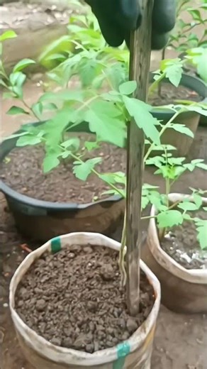 Do THIS for Bigger Tomatoes! 🍅🤯 #Shorts