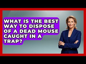 What Is The Best Way To Dispose Of A Dead Mouse Caught In A Trap? - Insects and Invaders