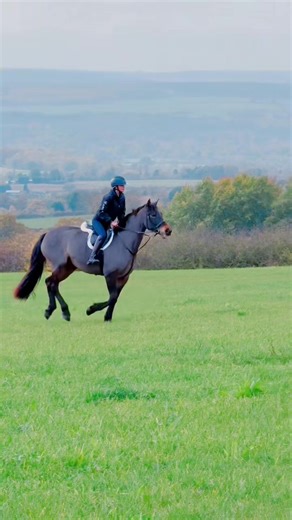 Guinness 🤩🤩🤩 | G H Sport Horses