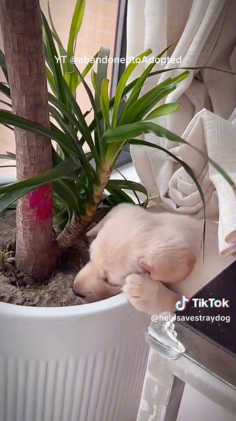 Abandoned Starving Scared Puppy's Rescue #puppyresue #dogrescue #dogreaction #dogadoption #puppy #rescuedog #doglovers