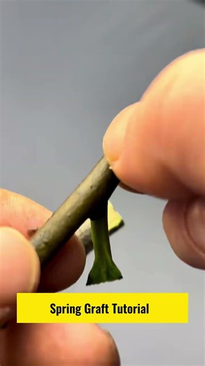 Spring Graft Tutorial｜Tutorial Injerto Primavera｜春接ぎ木解説｜봄 접목 설명