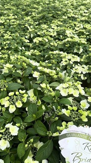 Runaway Bride Hortensia 2