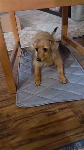 🎓 Teaching Poppy “Under” | An Intermediate Dog Training Skill