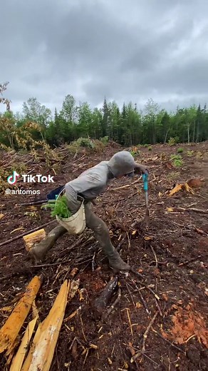 #fyp #foryou #foryoupage #treeplanting #treeplanter #tree #trees #plantingtrees #plantertok