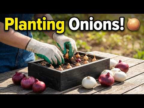 Planting onion 🧅 in containers
