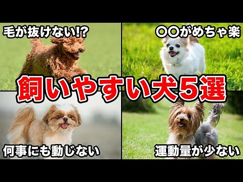 [You may not know this] A trainer shares 5 dog breeds that are easy to keep as pets!