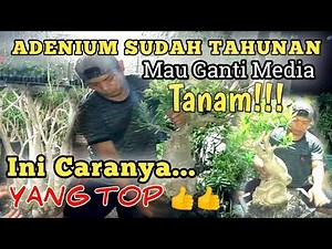 Ini caranya,ADENIUM SUDAH TAHUNAN GA GANTI MEDIA TANAMNYA #rachmannursery #mediatanamadenium