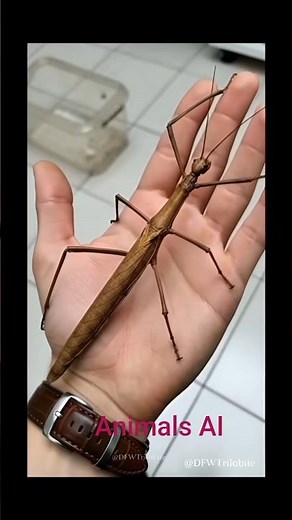 👉 Small Insects to Giant Creatures | Amazing Transformation Evolution Video 2025