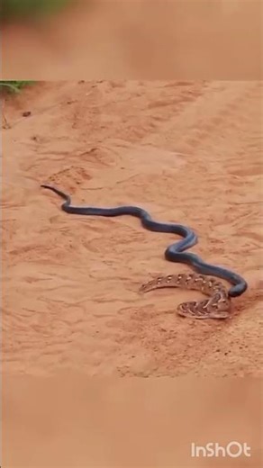 snake videos 🪱🪱🪱🪱🪱🪱