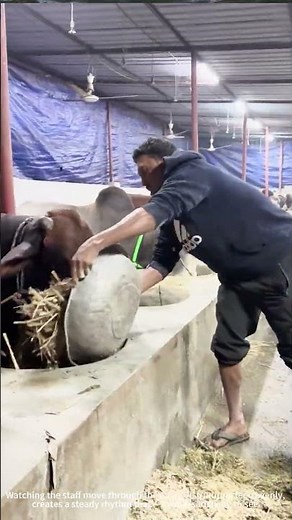 Farm Routine 🚜 Orderly And Calm